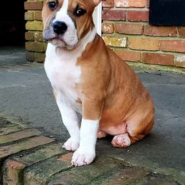 Staffordshire Bull Terrier and American Staffordshire Terrier  Puppies from Irresistibull Staffords