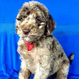 Huckleberry - Merle male Labradoodle puppy in Candler, North Carolina from Maple Bakin’ Doodles