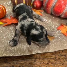 Female 5 - Blue merle female Aussiedoodle puppy in Lexington, Alabama from Johnson’s Highland Pride Aussiedoodles