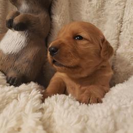 Dusty - Dark golden male Golden Retriever puppy in Skull Valley, Arizona from TC's Golden Ranch
