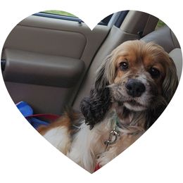 Holly - Cockapoo