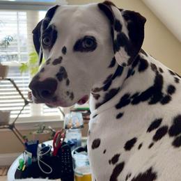 Girl 1 - White and liver brown female Dalmatian puppy in Richmond, Virginia from Darrfield