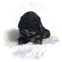 Goldendoodle Puppies from Beary GoldenDoodles