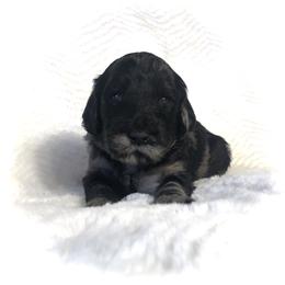 Goldendoodle Puppies from Beary GoldenDoodles