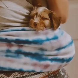 Yorkshire Terriers from Arcadian Farms