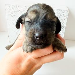 Magnolia - Cream female Dachshund puppy in Sylvania, Alabama from Yancey’s Doxies