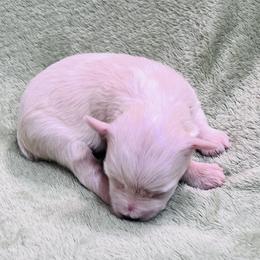 Girl 2 - Wheaten female Miniature Schnauzer puppy in San Augustine, Texas from My Little Schnauzer Pals