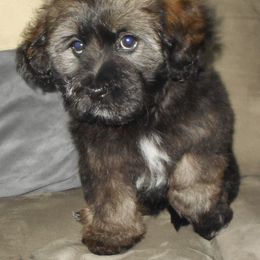 Havanese Puppies from Court Jester Havanese