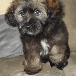 Havanese Puppies from Court Jester Havanese