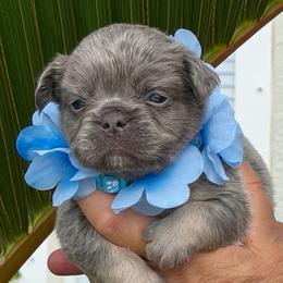 Dylan - Tricolors male French Bulldog puppy in Palm Coast, Florida from Calypso Island French Bulldogs