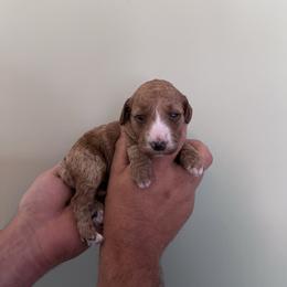 Iris - Red  female Goldendoodle puppy in Calera, Alabama from Red Mountain Minis