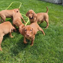 Vizsla Puppies from Krichen Vizslas
