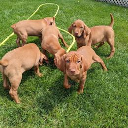 Vizsla Puppies from Krichen Vizslas