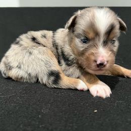 Boy 3 - Blue merle male Miniature Australian Shepherd puppy in Lubbock, Texas from Reveille awesome aussies