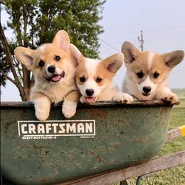 Pembroke Welsh Corgis from A Hurd of Corgis