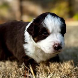 Zazu - Red tri-color male Australian Shepherd puppy in Blythewood, South Carolina from One Tribe Aussies