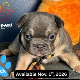 Jack - Tricolors male French Bulldog puppy in Michigan from Fur Baby Farms