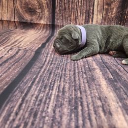Light purple collar - Gray female Cane Corso puppy in Fritch, Texas from Carrie Brown's Cane Corsos