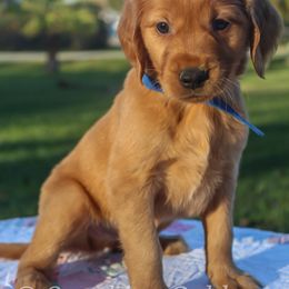 Golden Retriever Puppies from Sunshine Goldens