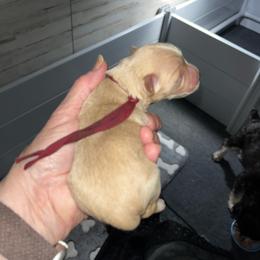 Audi - Wheaten male Miniature Schnauzer puppy in Port Orchard, Washington from Silver Bells Miniature Schnauzers