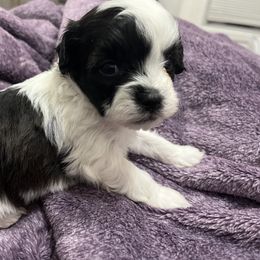 Shihpoo and Shih Tzu Puppies from Bayonne Shih Tzu’s