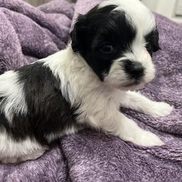 Shihpoo and Shih Tzu Puppies from Bayonne Shih Tzu’s