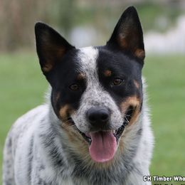 Whoop - Australian Cattle Dog