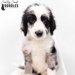 Starr - female Australian Mountain Doodle puppy in Tipton, Indiana from Country Creek Doodles
