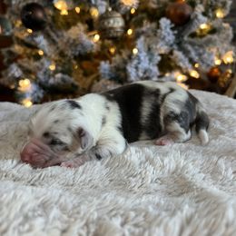 Miniature Australian Shepherd Puppies from Quartz Creek Aussies