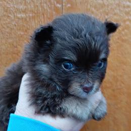 Pixie pup 3 - Chocolate and tan male Pomeranian puppy in Carrollton, Georgia from B AND R'S POMERANIAN'S