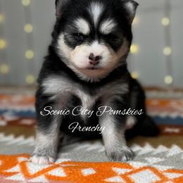 Frenchy - Black and white female Pomsky puppy in Rossville, Georgia from Scenic City Pomskies