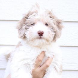 Sunny - White male Havapoo puppy in Grants Pass, Oregon from Oregon Valley Pups
