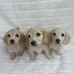Dachshund Puppies from Chilidog Dachshunds