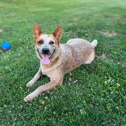 Australian Cattle Dog Puppies from SB Heelers Cattle Dogs and Performance Horses