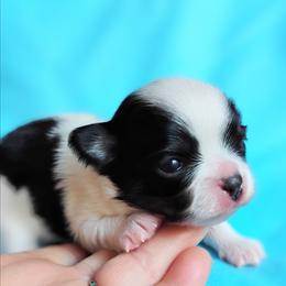 Blizzard - Black and white male Chihuahua puppy in Wayland, Michigan from MI Chihuahua