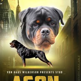Ason - Rottweiler