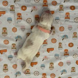Pink collar - 3,550.00 - Red and white female Basset Hound puppy in Columbia, South Carolina from Pawmetto Hounds