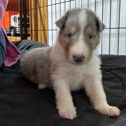 Collie Puppies from Jolly Collies