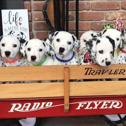 Dalmatian Puppies from Chalet Dalmatians
