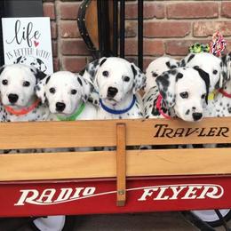 Dalmatian Puppies from Chalet Dalmatians
