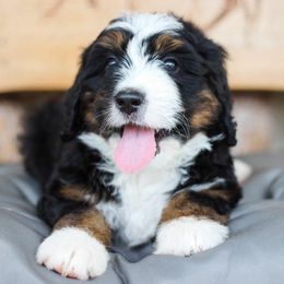 Flora - Tri-color female Bernedoodle puppy in Delta, Pennsylvania from KEE Bernedoodles