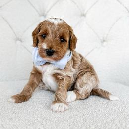 Sirius - Red  male Goldendoodle puppy in Sterling, Illinois from Charley's Goldendoodles