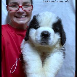 Brown Collar - Mahogany and white male Saint Bernard puppy in New Philadelphia, Ohio from Fletchers Saints
