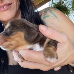 Patches - Chocolate and tan male Dachshund puppy in Palestine, Texas from Vixens Dachshunds