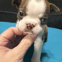 Rebecca - Red female Boston Terrier puppy in Wellington, Ohio from Twist of Faith Farms