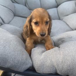 Van helsing - Red male Dachshund puppy in Tampa, Florida from EntityDachs