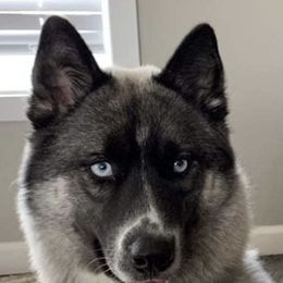 Pomskies from Pinny Pomskies