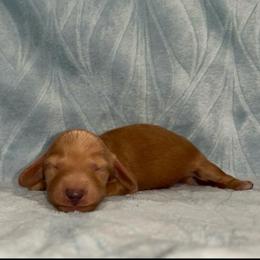 Theodore - Red male Dachshund puppy in Pilot Point, Texas from Diamond B Doxies