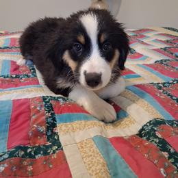 Willow - Black tri female Miniature Australian Shepherd puppy in Florida from Silver Palms Ranch
