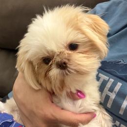 Fonzie - Shih Tzu